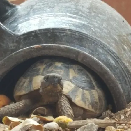 Caceris