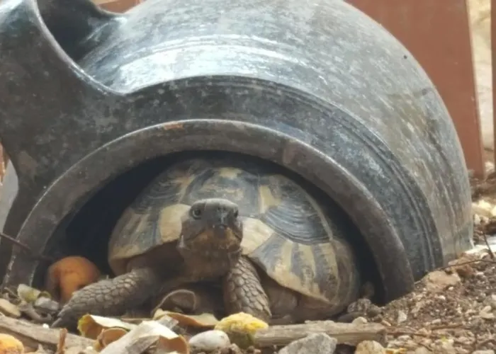 Caceris